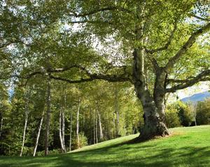 Tree Service Pros - Lincoln, Nebraska